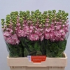Matth Mathilda Antique Rose Hanemaaijer