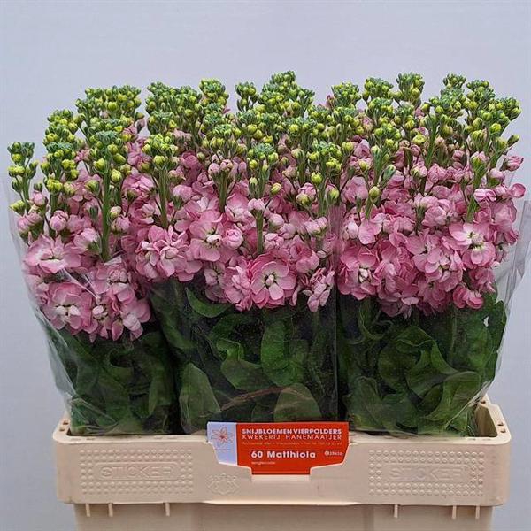 <h4>Matth Mathilda Antique Rose Hanemaaijer</h4>