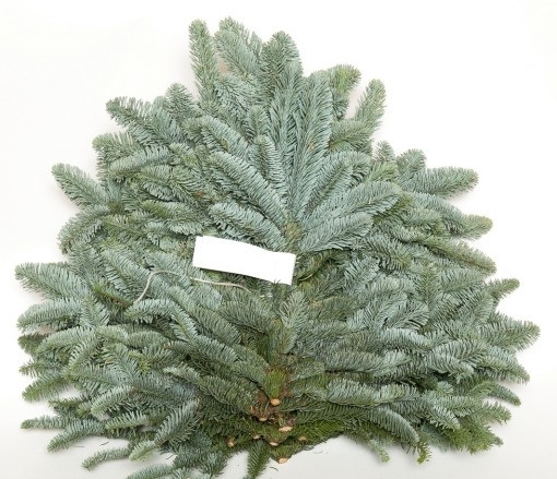 NOBILIS LILABAND 5KG