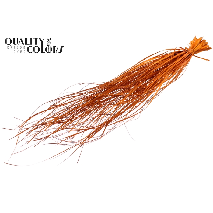 <h4>Beargrass dried per bunch Orange</h4>