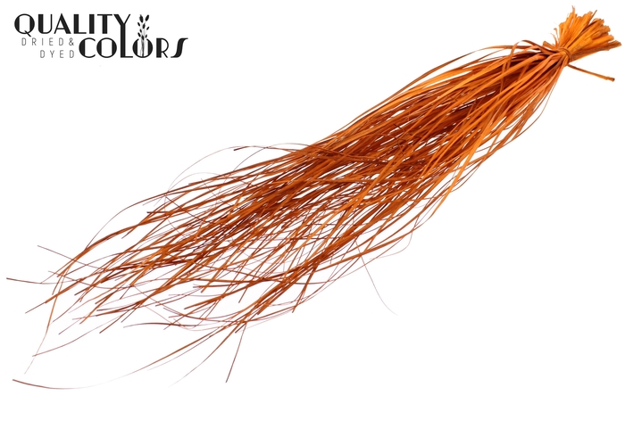 Beargrass dried per bunch Orange