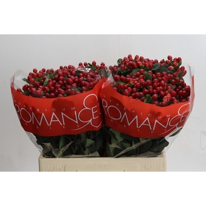 Hypericum True Romance