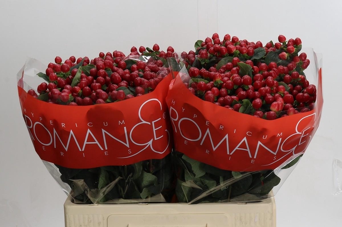 Hypericum True Romance