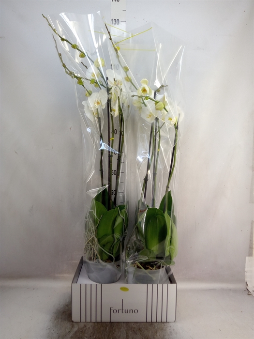 <h4>Phalaenopsis   ...white</h4>