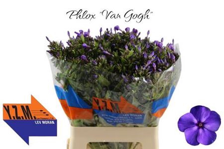 <h4>Phlox P Van Gogh</h4>