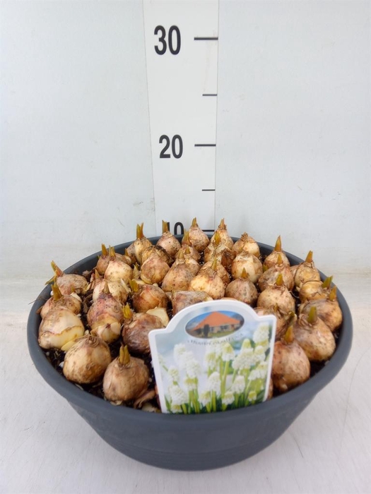 <h4>Muscari ...</h4>