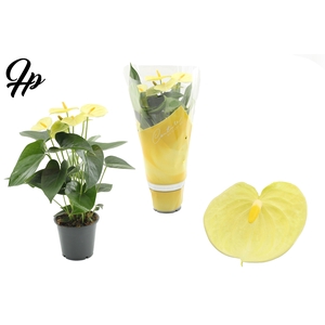 Anthurium 12 cm Vanilla in Couture sleeve