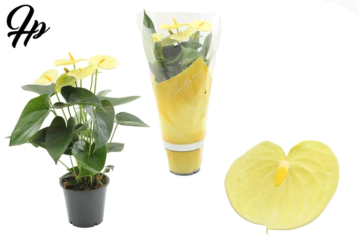 <h4>Anthurium 12 cm Vanilla in Couture sleeve</h4>