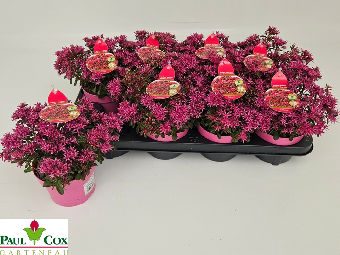<h4>SEDUM SPU SPOT D ROS</h4>