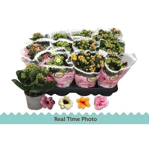 KALAN CALAN SPECIALTY MIX P9
