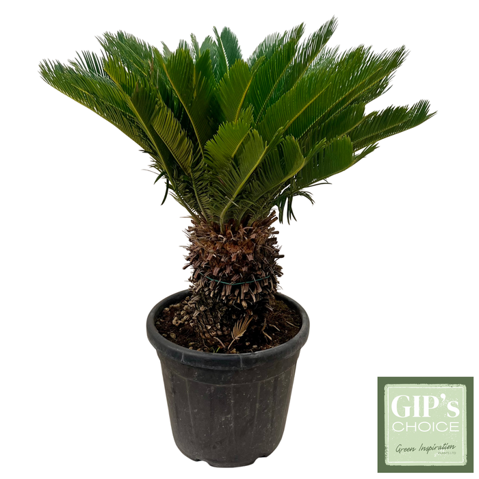 <h4>Cycas revoluta 20/30 Stem P40</h4>
