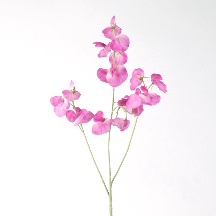 <h4>AF Lathyrus spr x3 L75cm fu</h4>