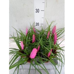 Tillandsia cyanea