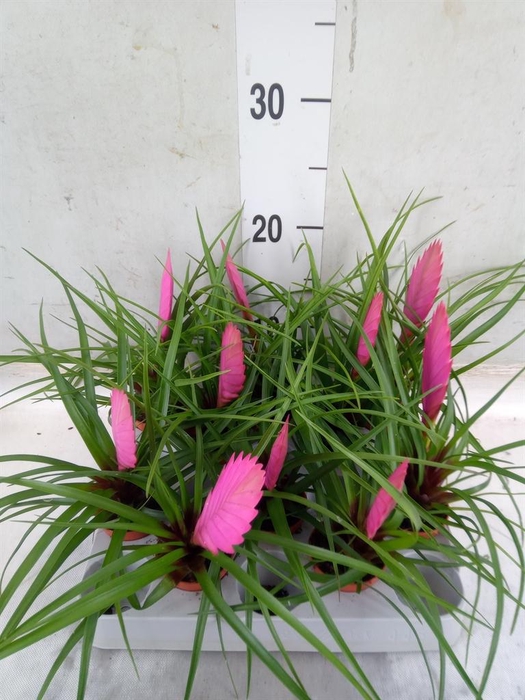 <h4>Tillandsia cyanea</h4>