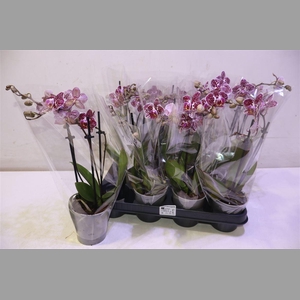 Phal Ov Purple Spot