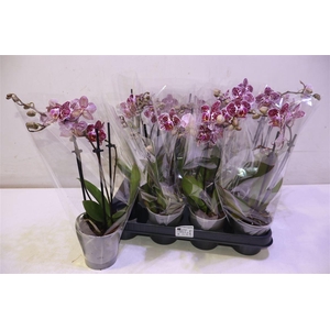 arr8 Phal Ov Purple Spot