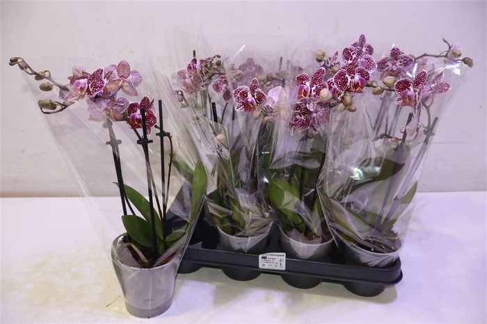 <h4>Phal Ov Purple Spot</h4>