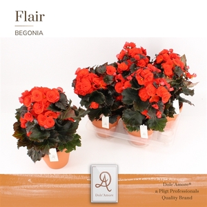 Begonia Mocca Orange P14 Dolc'Amore® Terracotta Keramiek