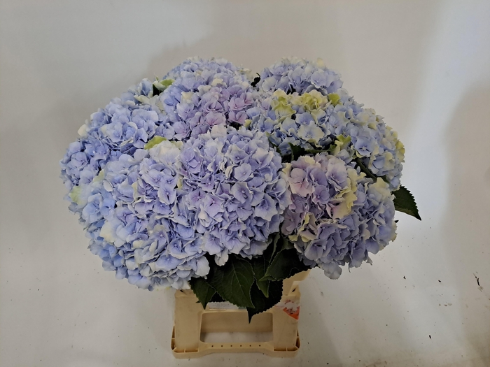 <h4>HYDR M CH VERENA BL</h4>