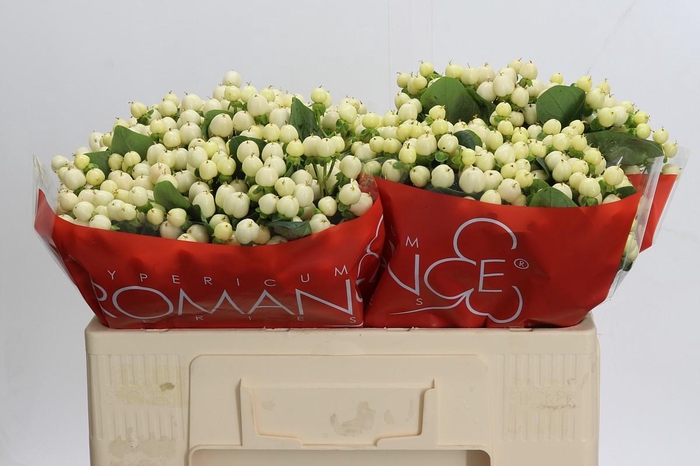 Hypericum Cool Romance