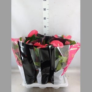 Anthurium andr. 'Maine'