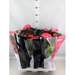 Anthurium andr. 'Maine'