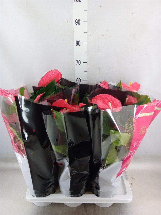 <h4>Anthurium andr. 'Maine'</h4>