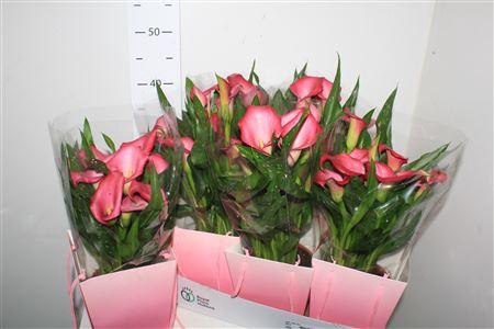 <h4>Zant Zazu 5+</h4>
