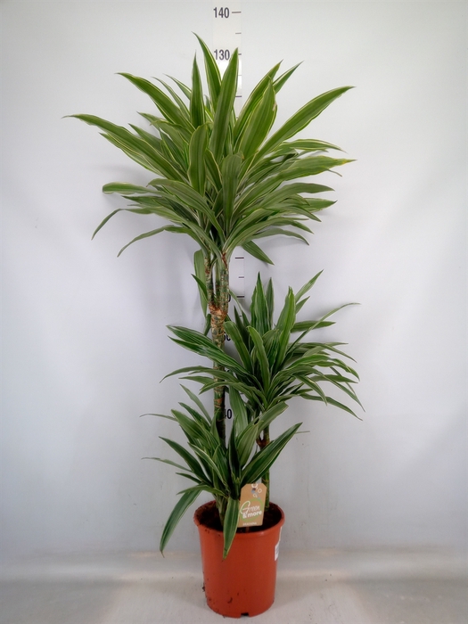 <h4>Dracaena fr de 'Warneckei'</h4>