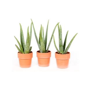 Aloe vera in terracotta pot met rand in blanco hoes