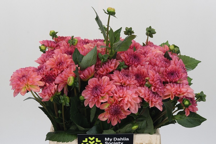 <h4>Dahlia Sebastian</h4>