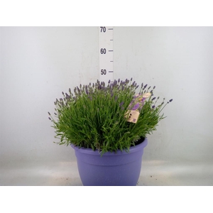 Lavandula angus. 'Essence Pure'