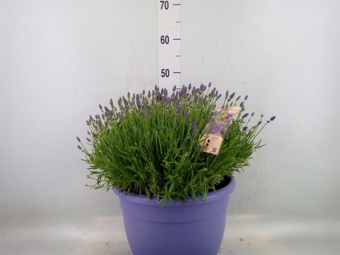 <h4>Lavandula angus. 'Essence Pure'</h4>