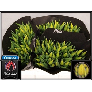 Tulipa EN 'Strong Gold'