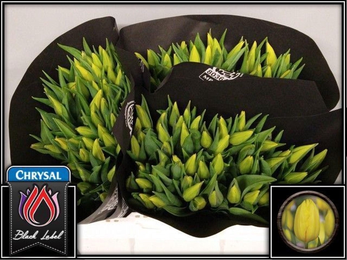 <h4>Tulipa EN 'Strong Gold'</h4>