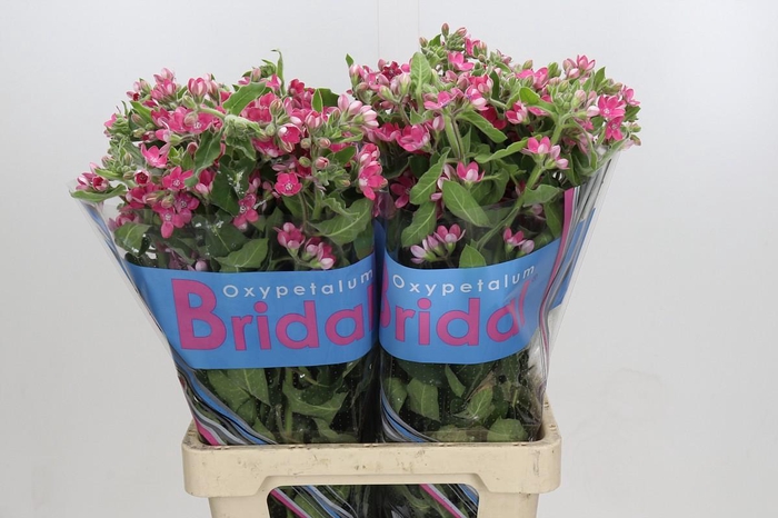 Oxypetalum Bridal Diana