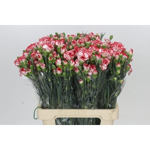 Dianthus Sp Minuetto