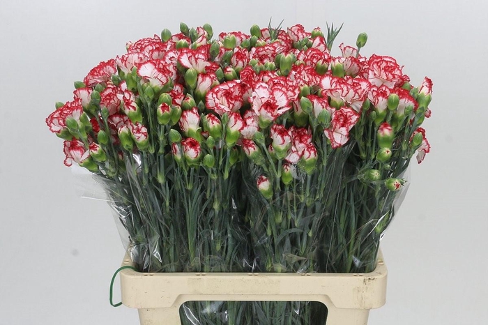 <h4>Dianthus Sp Minuetto</h4>