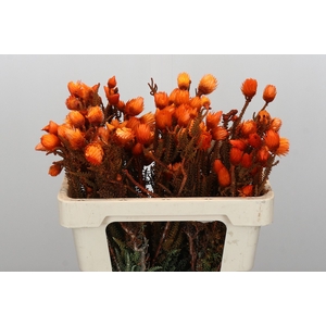Kaaps Groen Phaenocoma Oranje