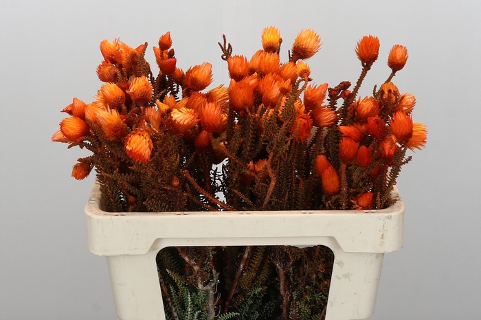 Kaaps Groen Phaenocoma Oranje