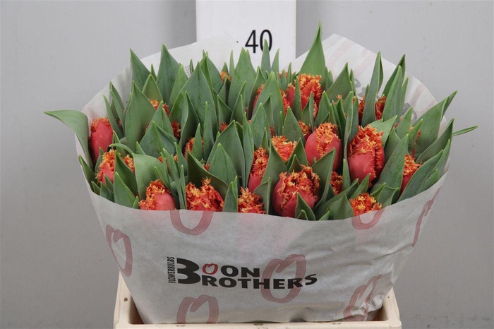 <h4>Tu Fr Dutching</h4>