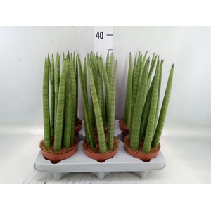 Sansevieria cyl.  ...