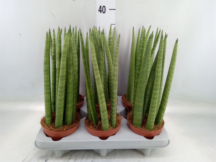 <h4>Sansevieria cyl.  ...</h4>