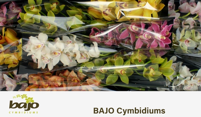 <h4>CYMB T GEM</h4>