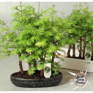 BONSAI OV