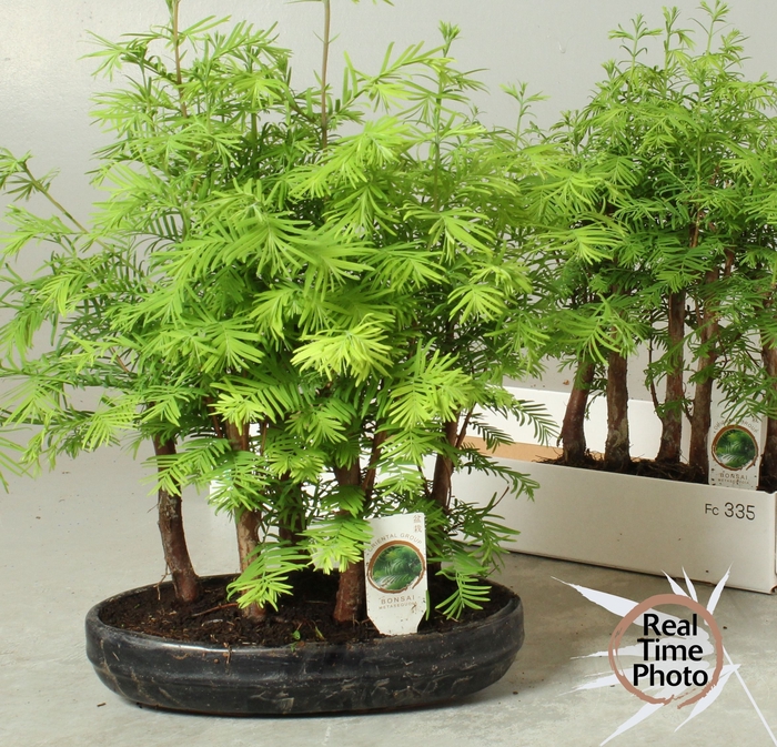 <h4>BONSAI OV</h4>
