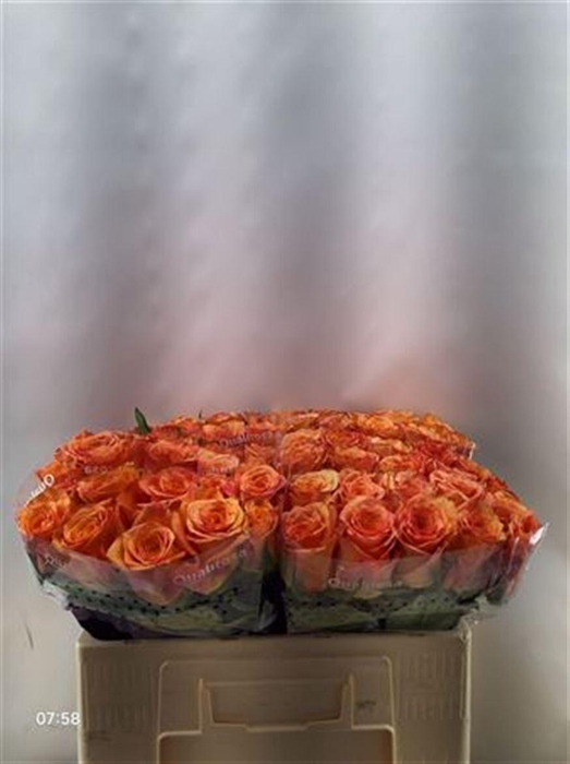 <h4>R Gr Maxima -in box</h4>