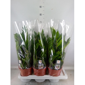 Zamioculcas zamiifolia