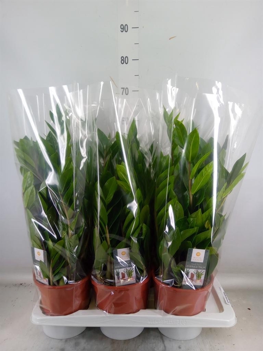 <h4>Zamioculcas zamiifolia</h4>