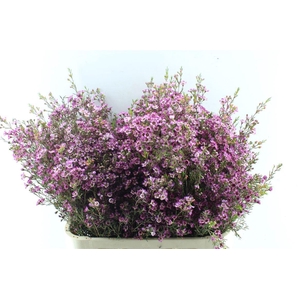 Chamelaucium Purple Pride